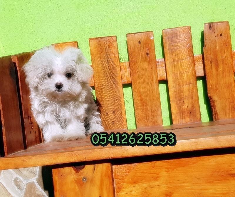 Satılık Maltese Terrier Yavru
