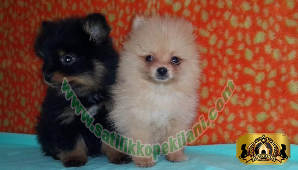 Yavru Pomeranian Boo Dog Fiyatları