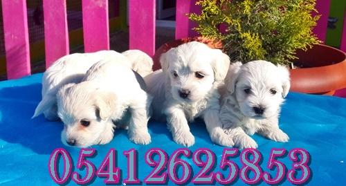 satılık maltese terrier yavruları