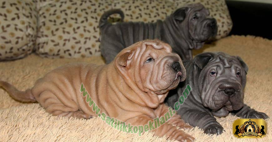 Shar Pei Yavru Fiyatlari 05412625853